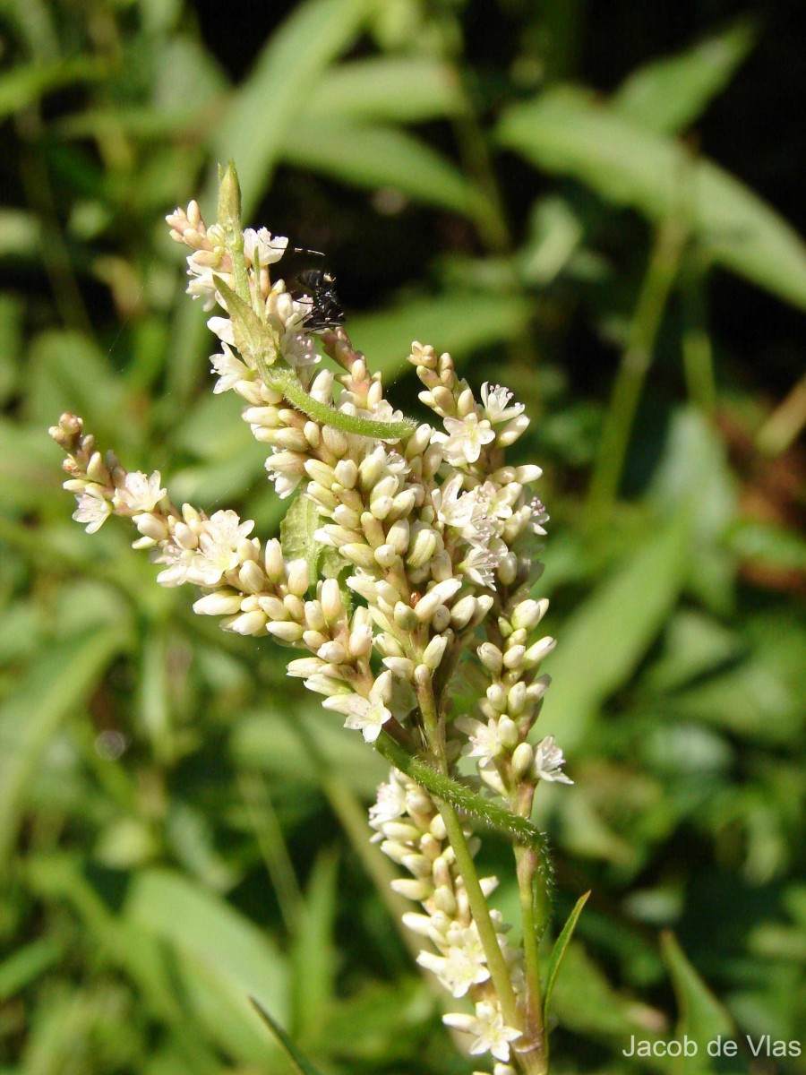 Persicaria barbata (L.) H.Hara